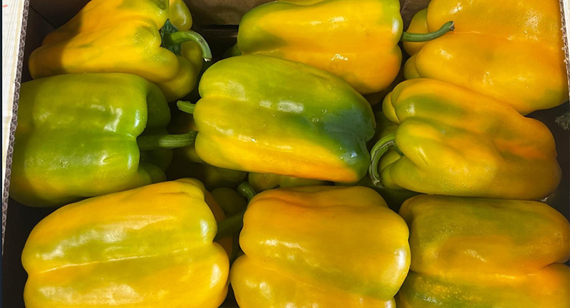 Peperone giallo- Sicilia - 2,50/2,90 euro al chilogrammo